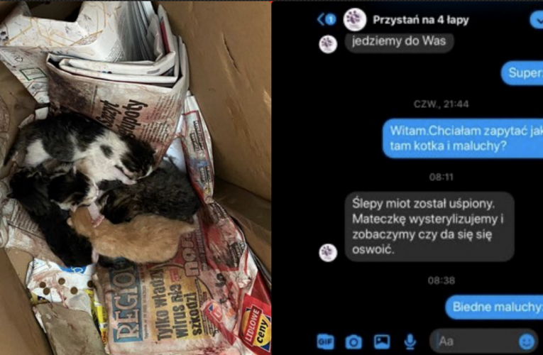 W fundacji, zajmującej się ochroną zwierząt, uśpiono ślepy miot kociąt. Nie wiadomo jaki los spotkał ich matkę