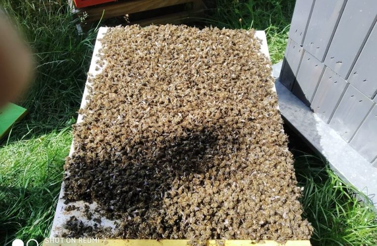 Martwe pszczoły w pasiece. Dramatyczny post Pawła Kukiza