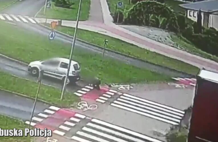 Zielona Góra: Potrącenie rowerzystki na przejeździe rowerowym [NAGRANIE W ARTYKULE]