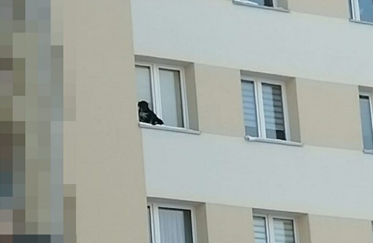Wystawił psa na parapet na 9 piętrze i zamknął okno. 32-latek ma trafić do więzienia