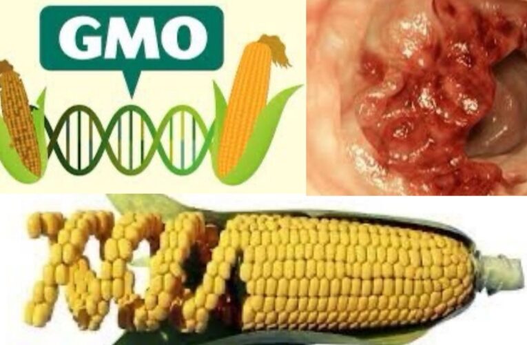 Ważne – WIEMY KTO PODPISAŁ – Weto dla ludobójstwa – GMO