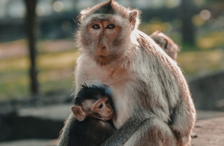 Okrutne eksperymenty Muska zabijają pietnastą małpę
