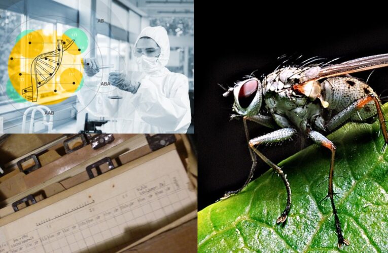 GRUZJA Insektoidy dostarczające wirusy do roślin – EKSPERYMENTY NA LUDZIACH – LABOLATORIA